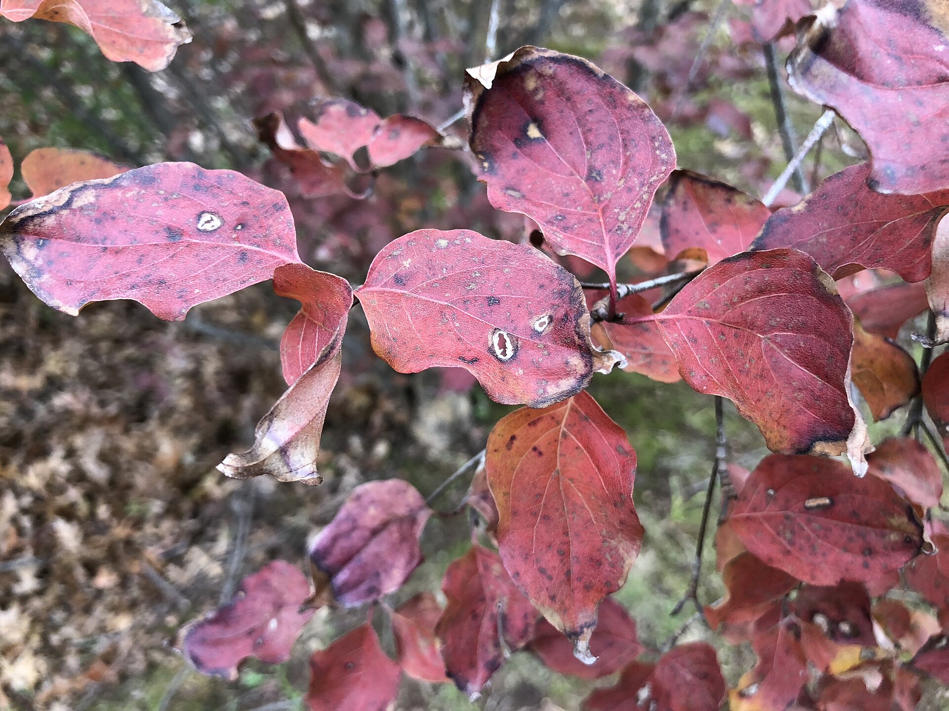 환절기 습관 시리즈와 함께 보세요. 사진: Wikimedia Commons (CC BY-SA 4.0)